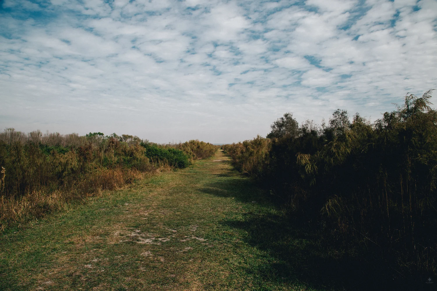 8A6A3175.jpg