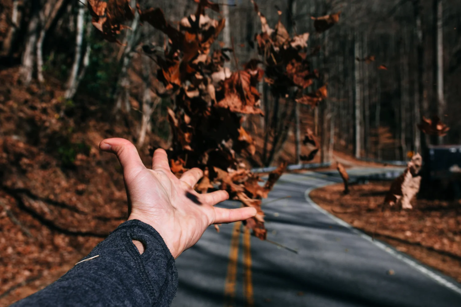 throwing-leaves