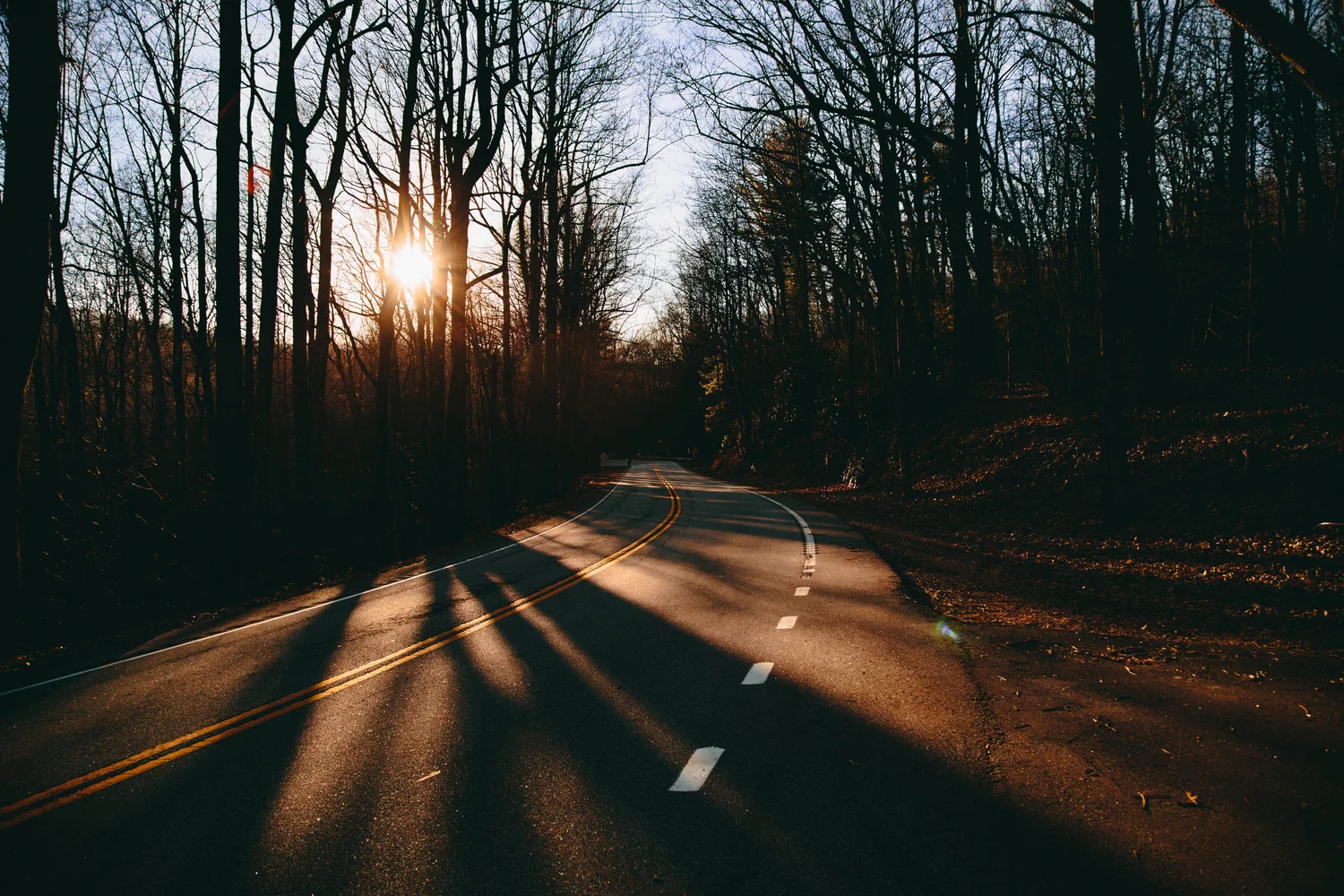 forest-sunset-shadow
