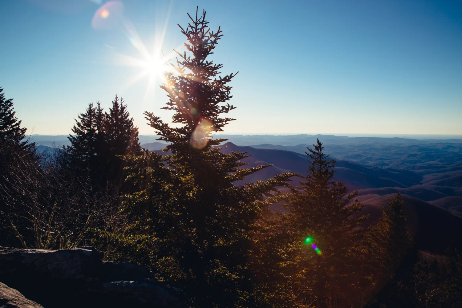 pine-trees-eastern-us