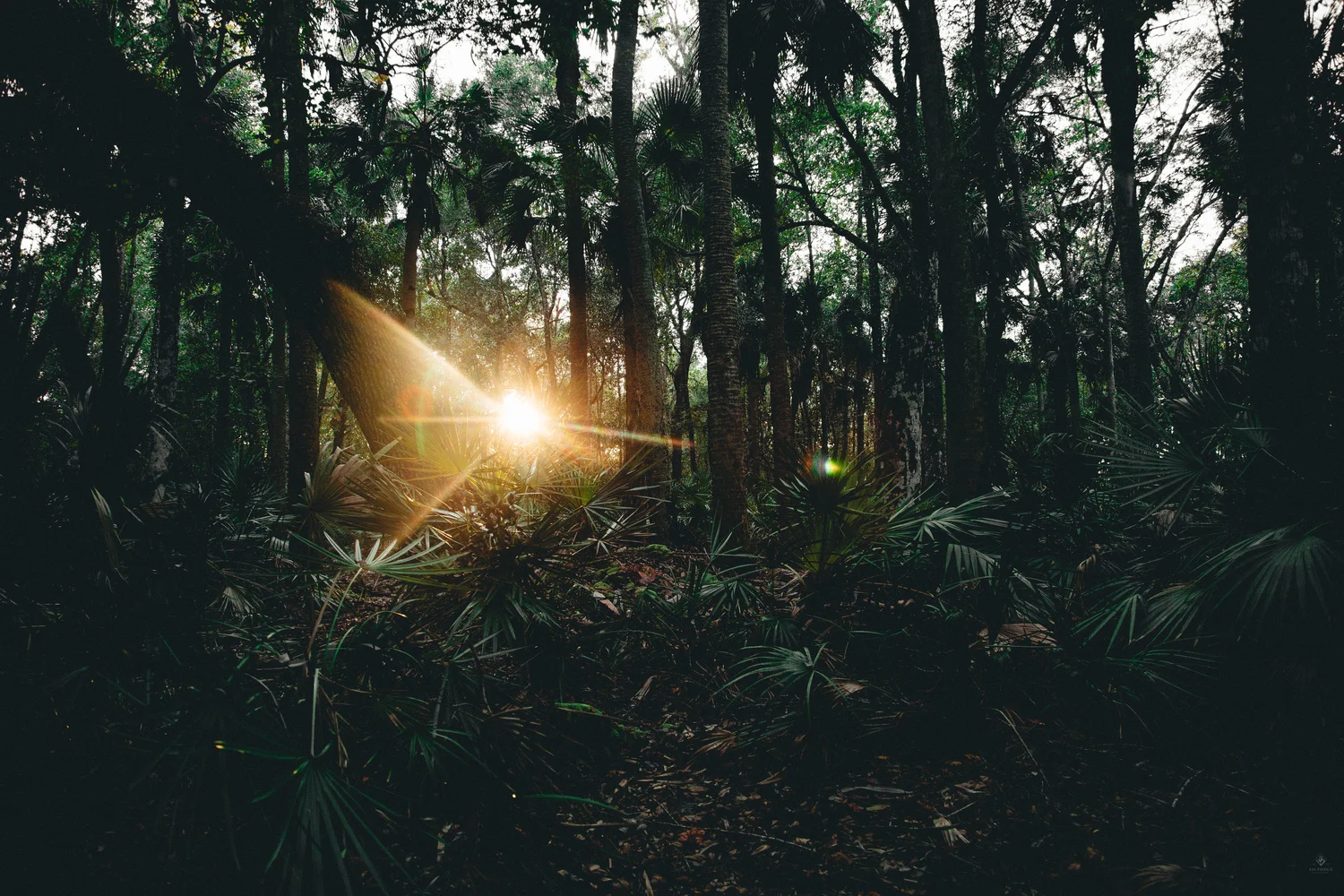 8A6A3500.jpg