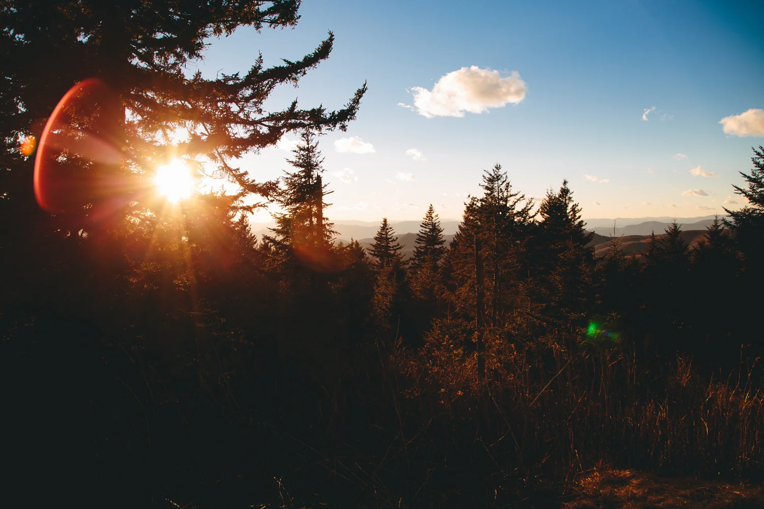 lens-flare-forest