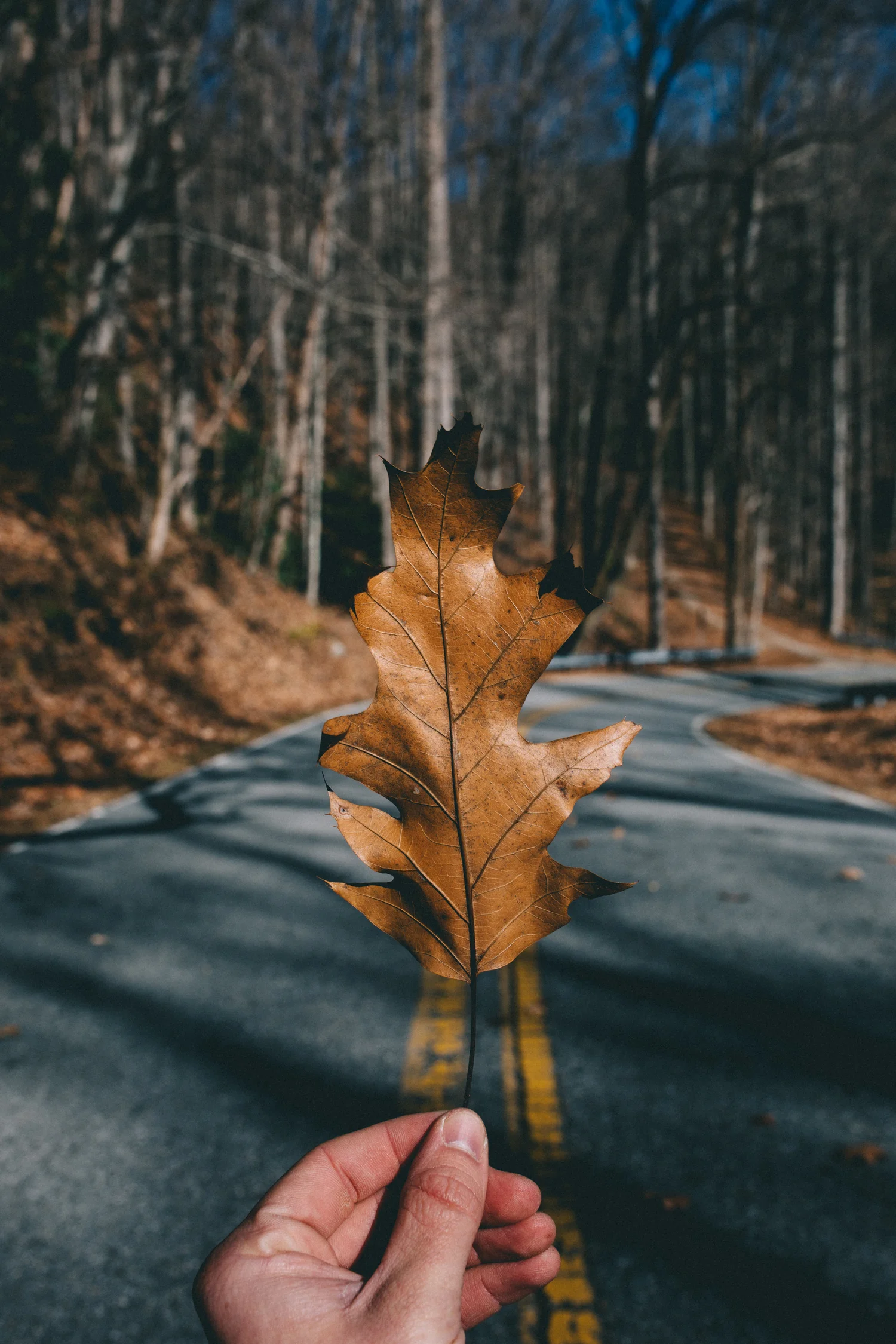 Throwing-leaf